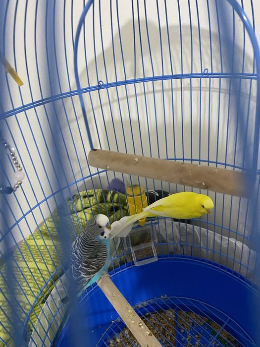 Продам попугай  , 2