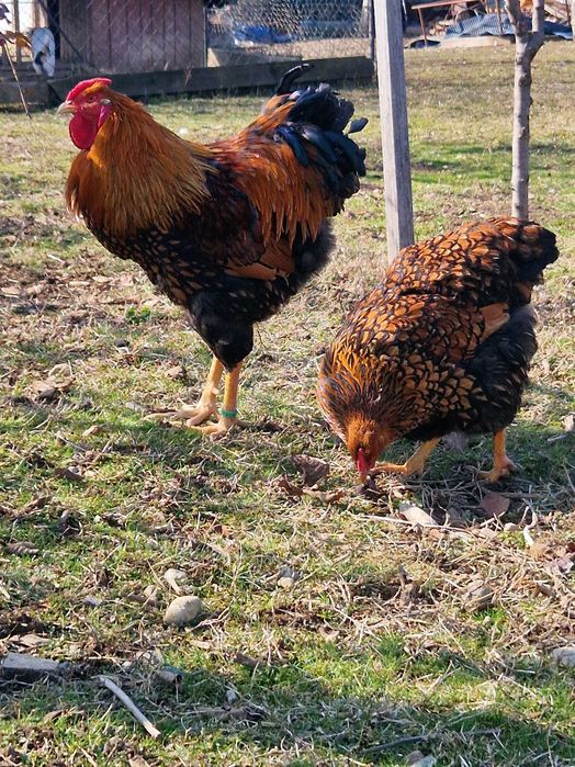 Oua de incubat găina