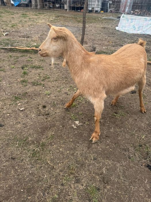 Capra saanen la a doua fatare fătar