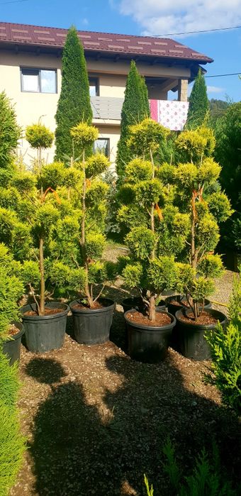 Vindem pon pon din leylandy calitate extra diferite dimensiuni