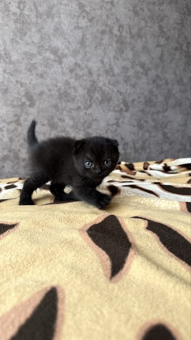 Котята отличной вязки ХайленаФолда и СкотишСтрайт