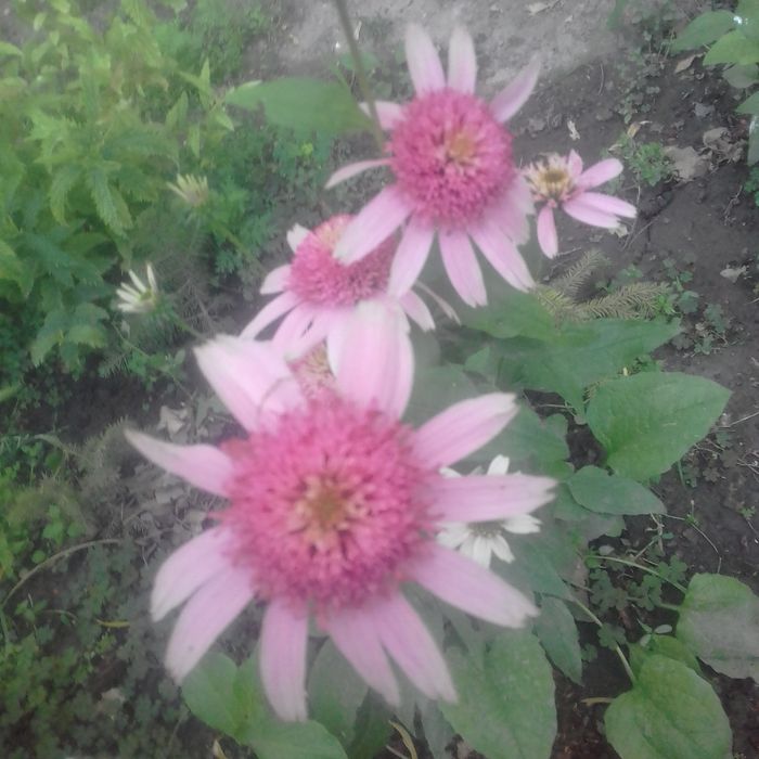 Самшит туя можевельник тис,