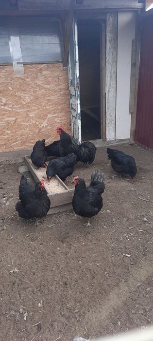 Disponibil pasari ,ouă de incubat și puișori