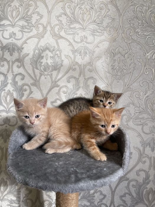 Котята породистые