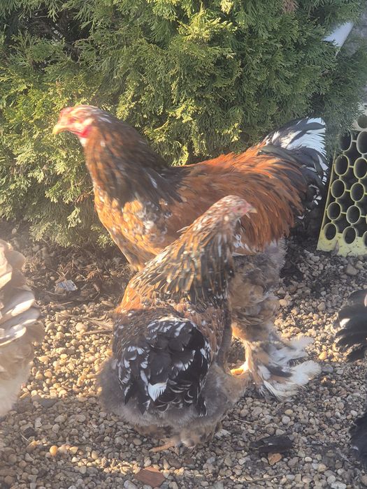 Ouă brahma portelan pentru incubat