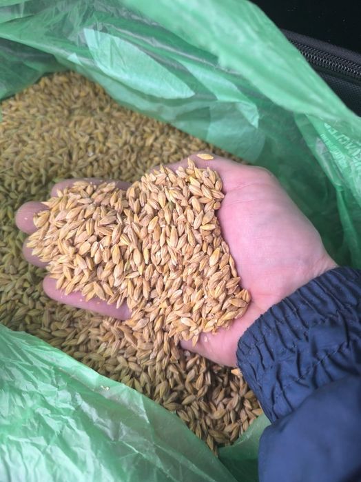 Рапс.Платный чат!Все корма.