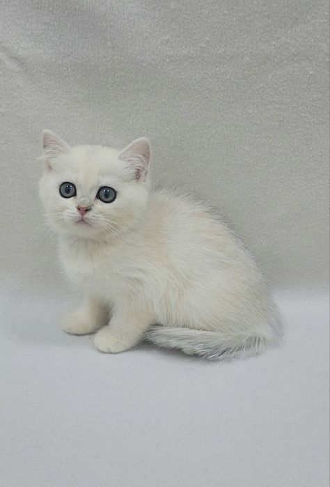 Скотиш страйт серебристая шиншилла девочка