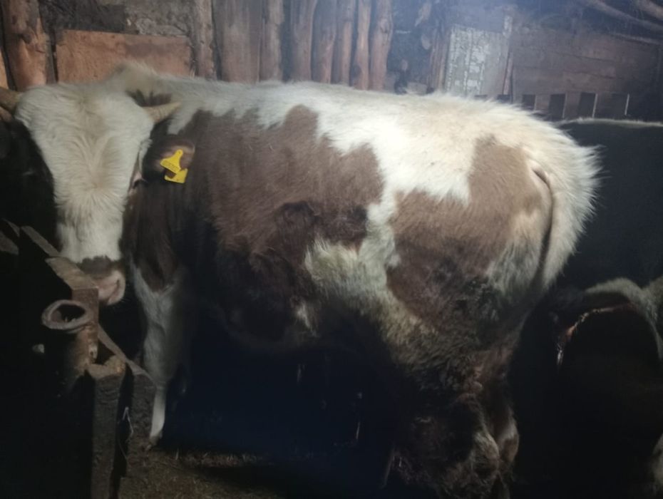 Бір жастсан асқан бузау