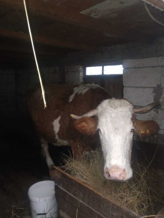 Vând vacă bălțată românească.