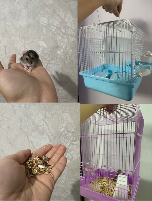 Продам хомяков по выгодной цене!!!