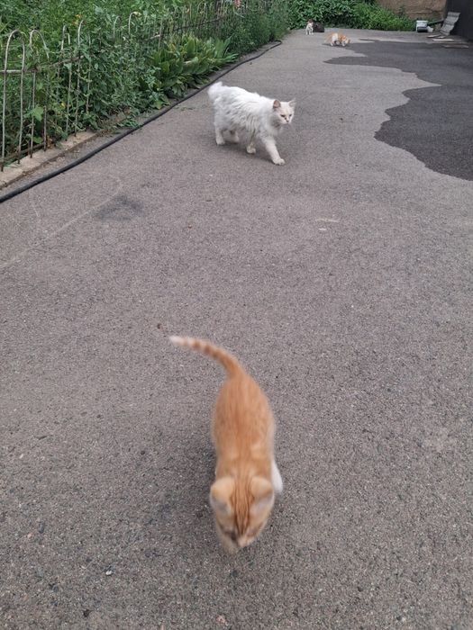 Маленькие милые котята