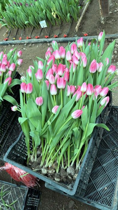 Крупные тюльпаны Голландские