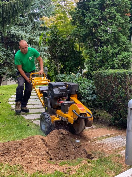 Рязане на опасни дървета по алпийски способ и автовишка