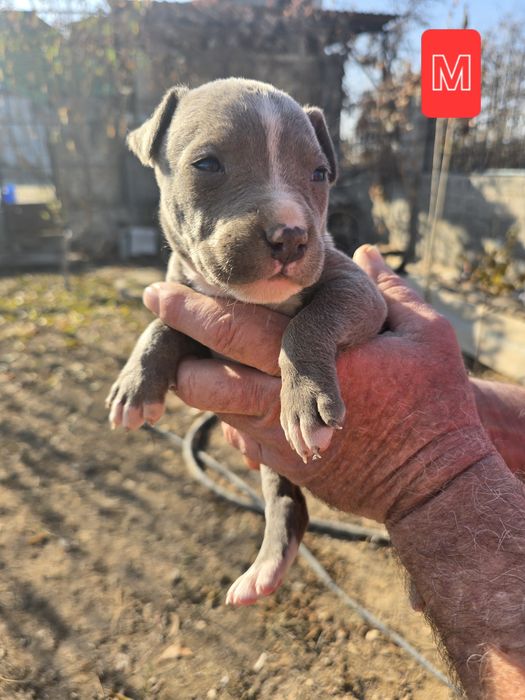 Продаются щенки питбуля