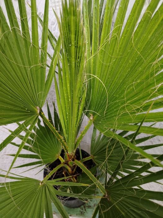 Комнатные цветы, Honaki gullar, Sotiladi