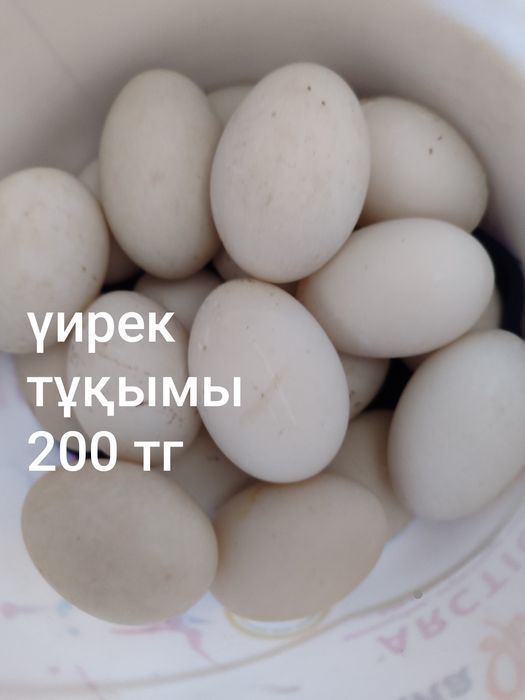 Утиное яица инкубацыеное