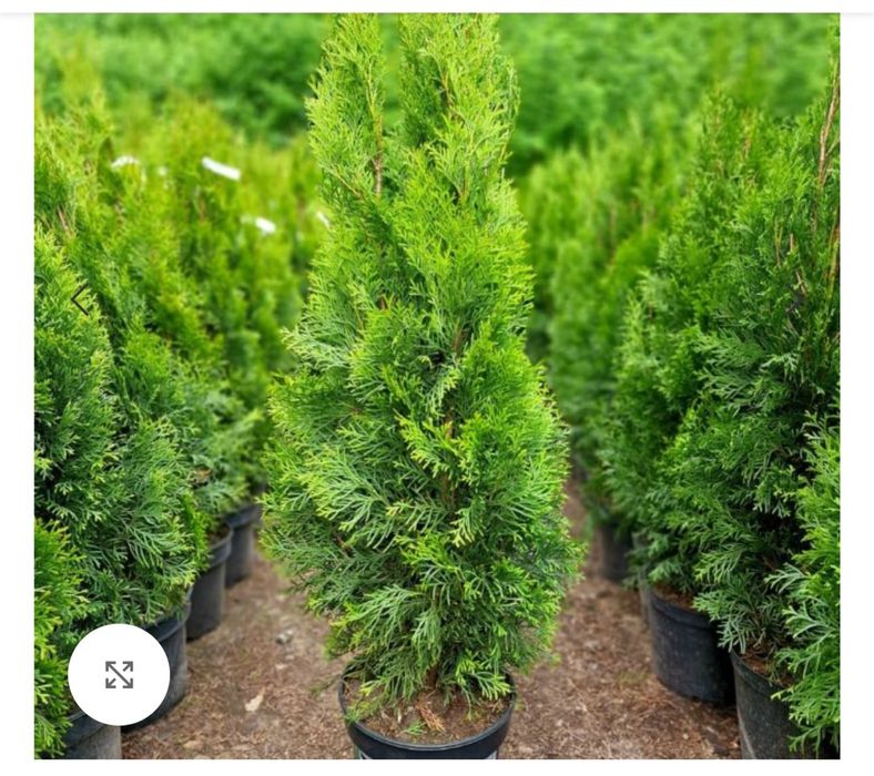 Vând pomi tuia diferite dimensiuni