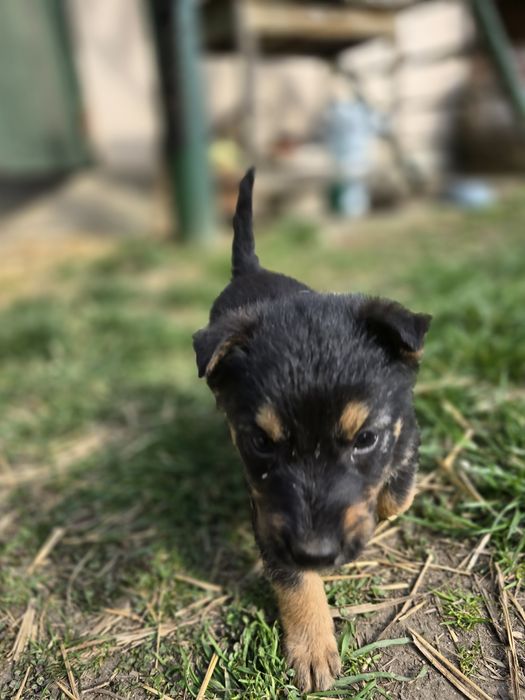 5 cateluse isi cauta familii