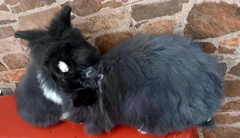 Iepurași angora german