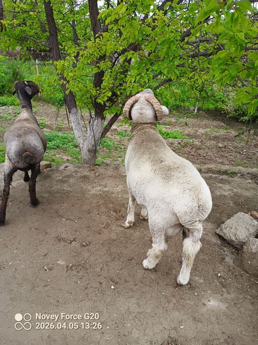 Quy blan mernoz quchqor sotladi