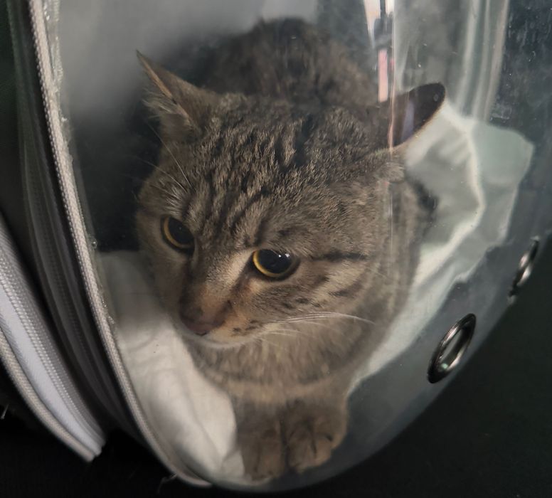 Кошка ищет семью