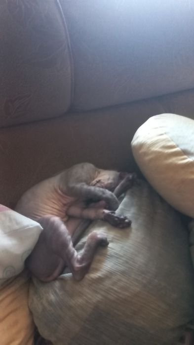 Котёнок девочка Донской сфинкс.