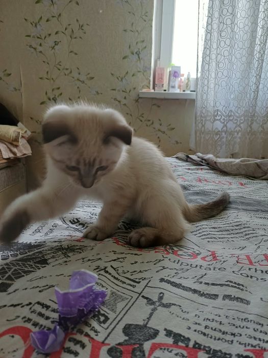 Кошка  вислоухая