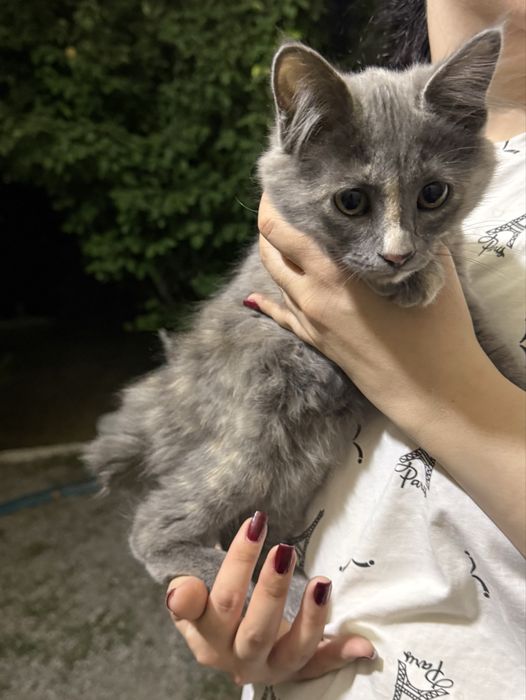 Кошки, бесплатно