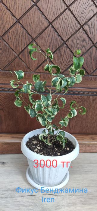 Фикус бенджамина разные сорта