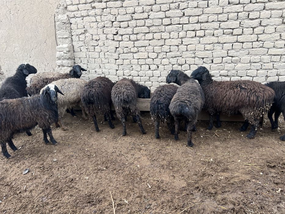 Қолда бағылған қойлар