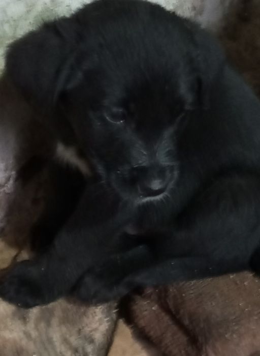 Продаются щенки чёрного лабродора