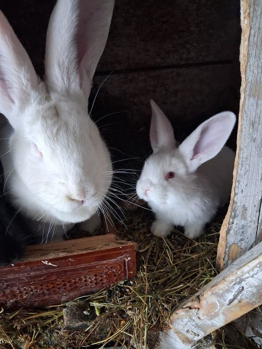 Vând iepuri uriaș german