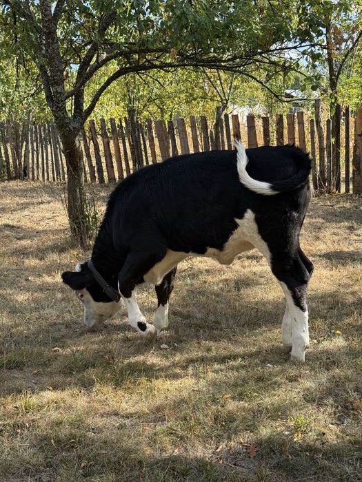 Vițea, pentru mai multe detalii sunati la numarul afisat!