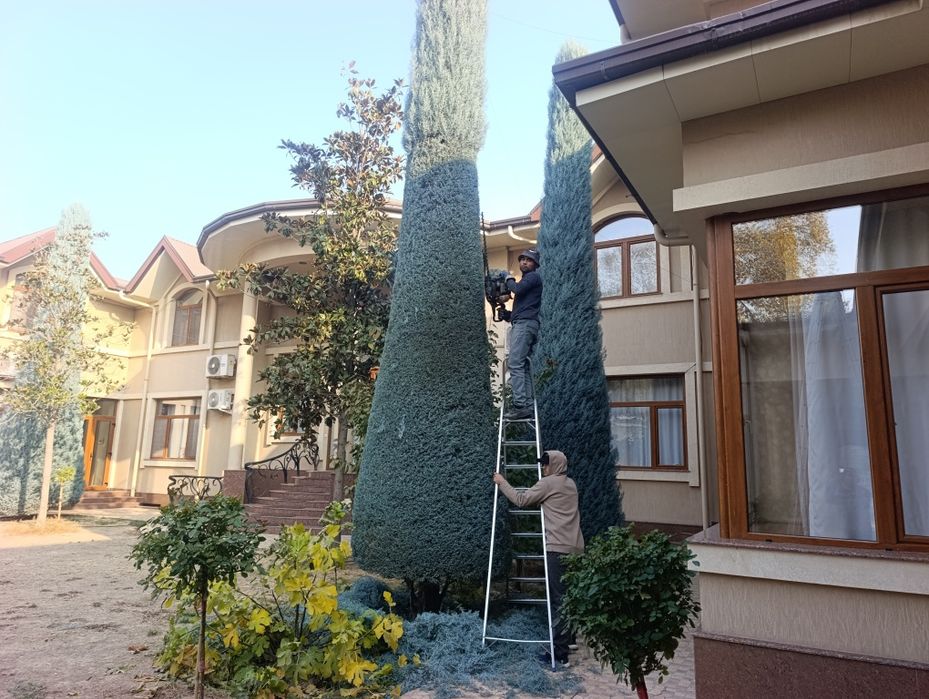 Арча кесиш дорилаш Газон Ланшафт