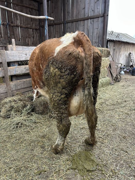 Vand Vaca buna de lapte!!