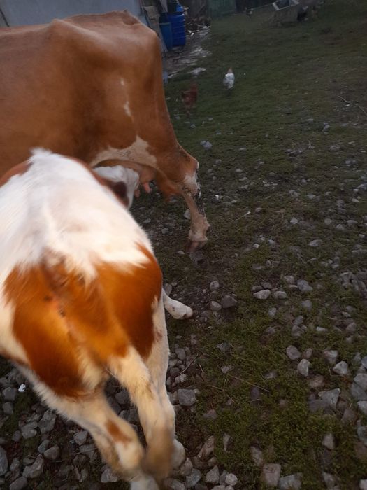 Vand vaca cu vitel de 3 luni