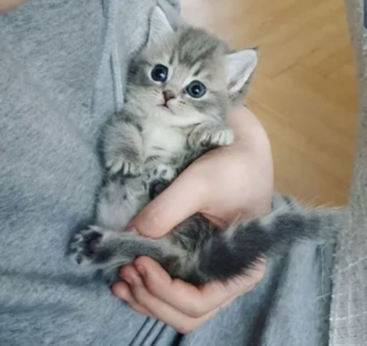 Котята скотиш страйк
