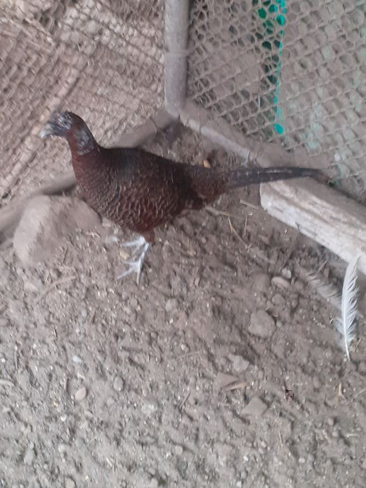 Vând bibilici bălțate și fazani tenebrosi