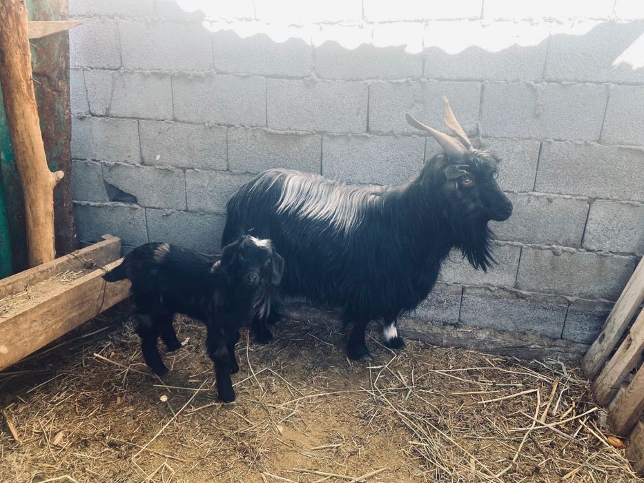 Продам козу с козленком