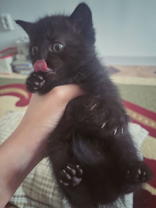 Продаётся котята британский