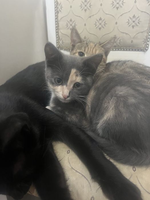 Котята девочки бесплатно