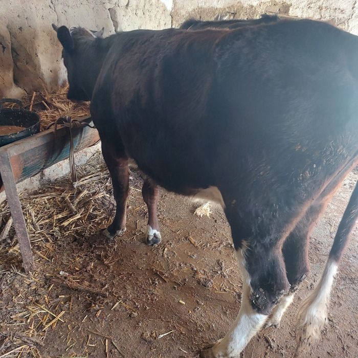 Она бола сигир сотилади 1-боласи гуножинча