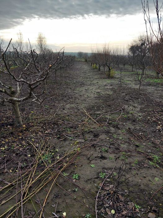 Toaletari pomi fructiferi