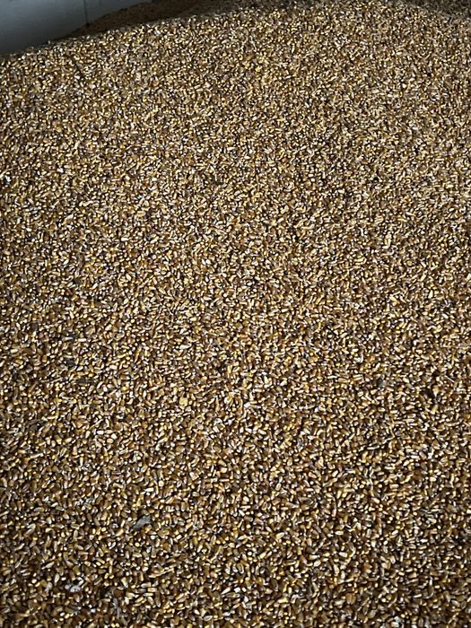 Porumb boabe 0.90 bani/kg