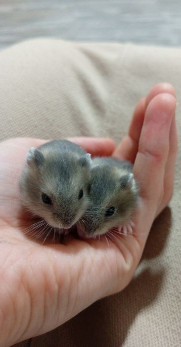 Малыши джунгарских хомячков.