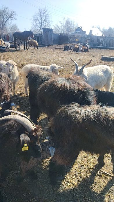 Продам Козла. Производитель.