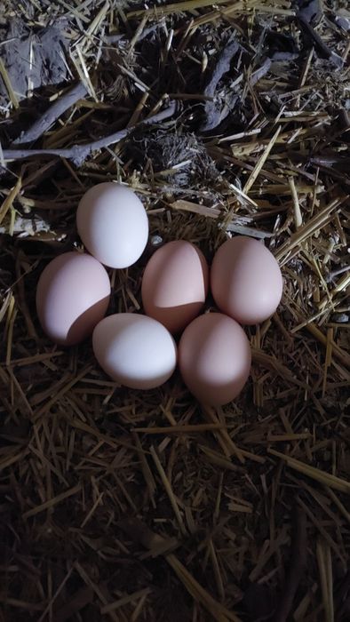 Брама тухумлари 10.00инкубатор ва товукка бостриш учун