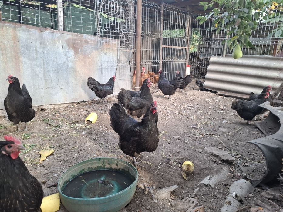 Australorp cauta altă casă. Gaini 2025.