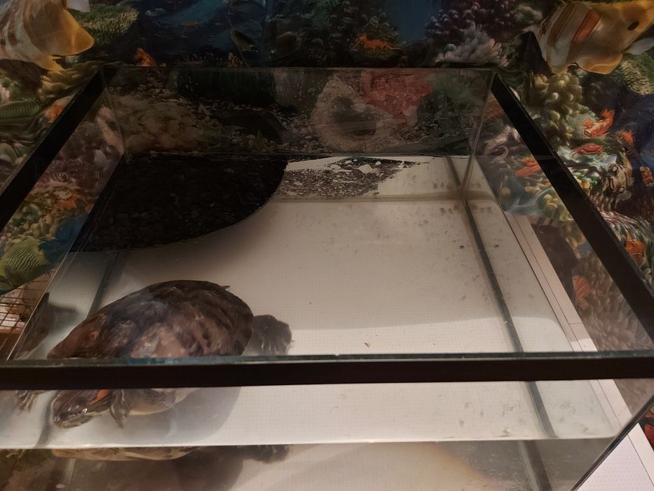 Аквариум для красноухой черепахи