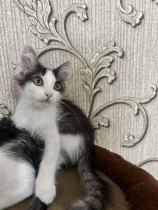 В добрые руки котята